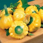 Sunburst Hybrid Squash Seeds (P)Pkt of 20 seeds